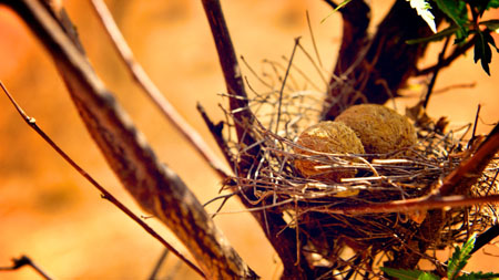 Inside a small nest 2