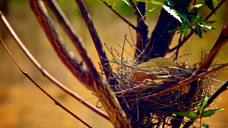 Inside a small nest