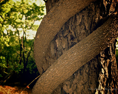 Shapes in the forest