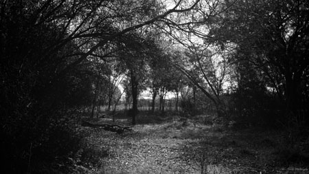 View from the School Forest